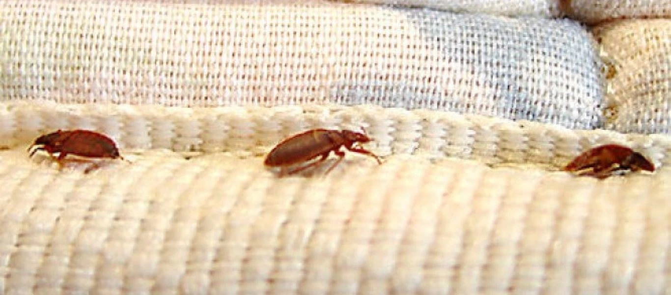 Θα το χρειαστείς: Έξι τρόποι για να καταλάβεις που κρύβονται οι κοριοί μέσα στο σπίτι